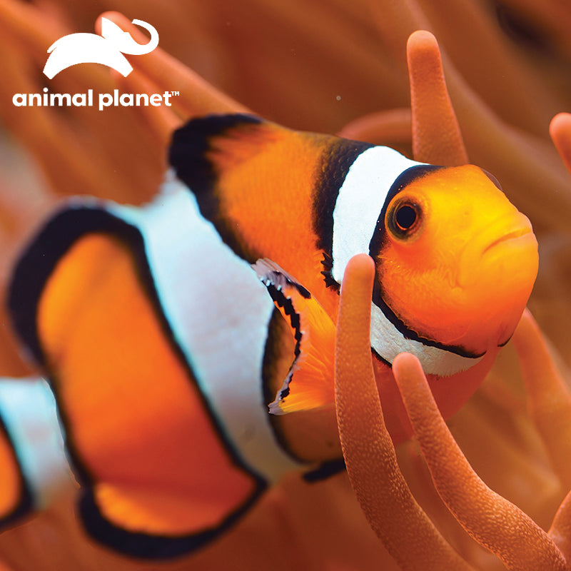 Prime 3D Animal Planet Clown Fish 150 Piece Puzzle